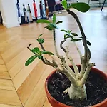 Magnifique Appartement Parisien Tres Bon Quartier