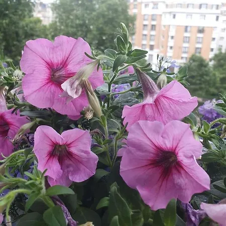 Magnifique Parisien Tres Bon Quartier Apartment *